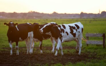 Farmaci veterinari in vigore il Regolamento UE 2022/1644