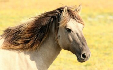 EMA report on veterinary drugs published